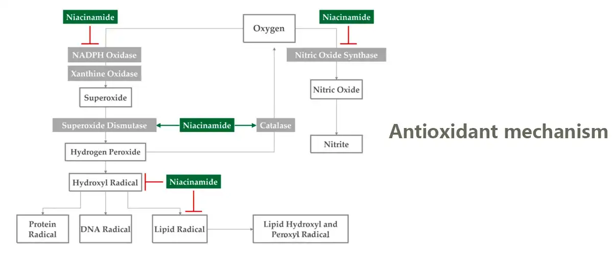 Antioxidant mechanism Powder.jpg